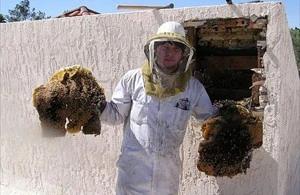 Mesa Bee Removal employee holding removed comb