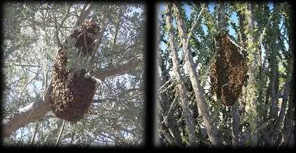 Side by side images of two different bee swarms in outdoor plants